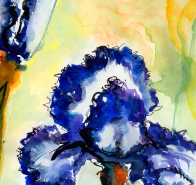 Blue Bearded Iris Watercolor and Ink Painting detail