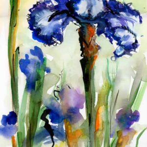 Blue Bearded Iris Flower Watercolor and Ink Painting