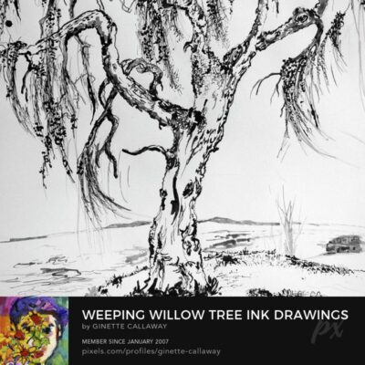 Weeping willow ink drawing detail close up