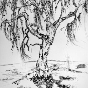 Weeping Willow Ink Drawing