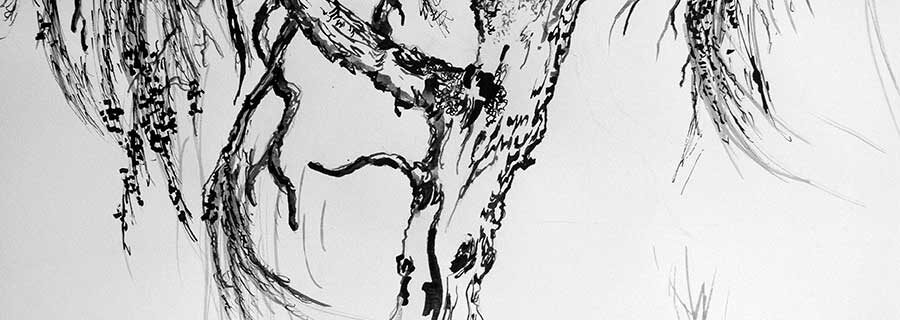 Weeping Willow Ink Drawing