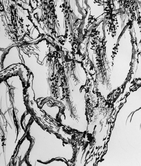 Weeping Willow Tree ink Drawing - Image 2