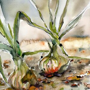 Yellow Onions Watercolors and Ink painting by Ginette Callaway