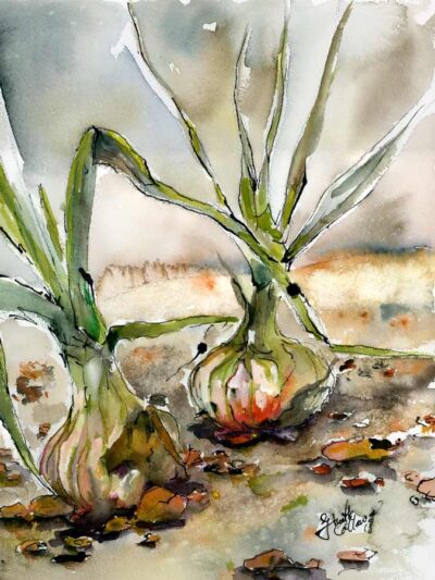 Yellow Onions Watercolors and Ink painting by Ginette Callaway