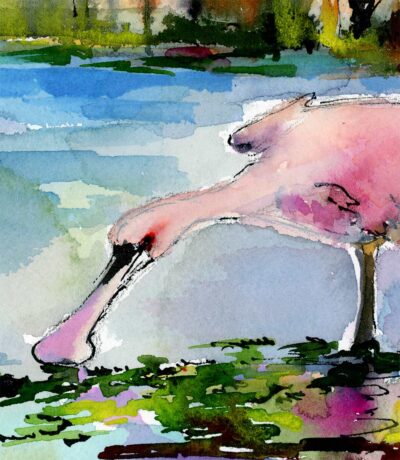 Roseate Spoonbill Eating Duckweed Wetland Magic detail